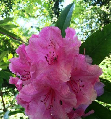 杜鹃花开花时间与品种（春季杜鹃花的盛放景观）