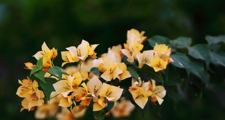 杜鹃花繁殖方法与时间（培育美丽的杜鹃花）