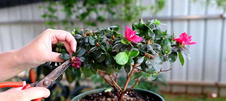 杜鹃花繁殖方法与时间（培育美丽的杜鹃花）