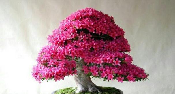 杜鹃花的养殖与注意事项（学会这些技巧）