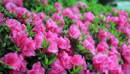 杜鹃花的养殖与注意事项（学会这些技巧）