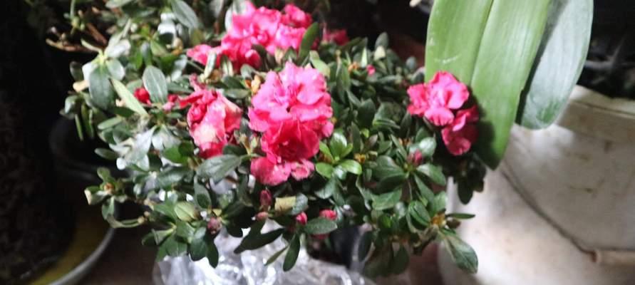 杜鹃花冬季落叶现象解析（原因分析与防范措施）