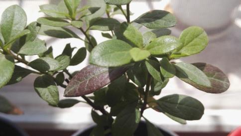 杜鹃花冬季落叶现象解析（原因分析与防范措施）