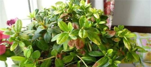 杜鹃花冬季落叶现象解析（原因分析与防范措施）