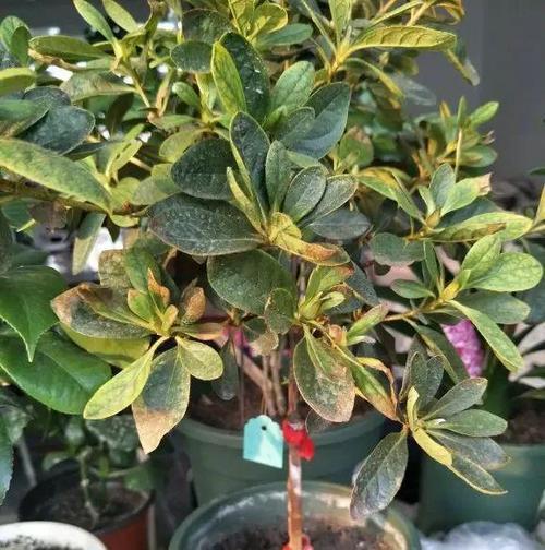 杜鹃花的浇水频率（掌握正确的浇水时间和方法）