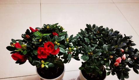 杜鹃花的浇水频率（掌握正确的浇水时间和方法）
