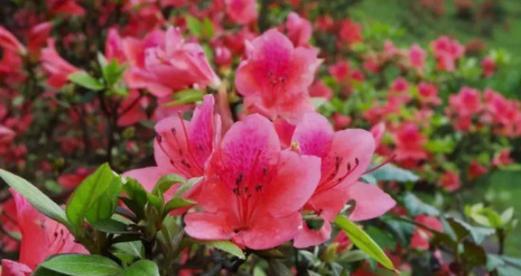 杜鹃花的养护管理（打造花期更长的精美花园）