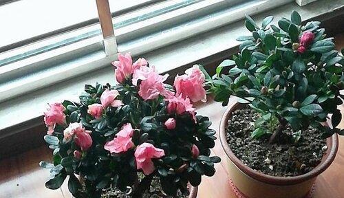 打造健康茂盛的杜鹃花园——从土壤开始（打造健康茂盛的杜鹃花园——从土壤开始）