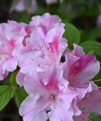杜鹃花开放季节详解（春天里的绚烂）