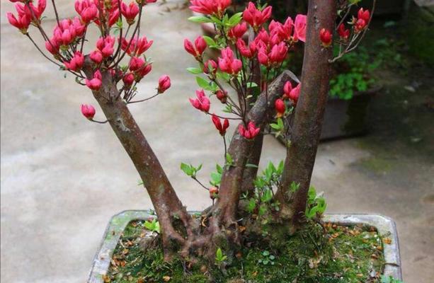 杜鹃花的地栽技巧与注意事项（如何种植杜鹃花）