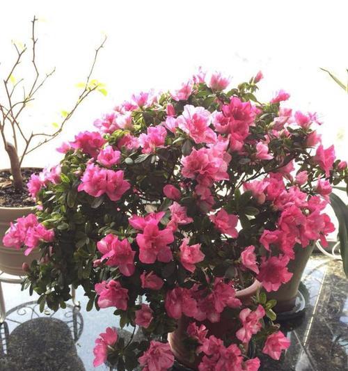 杜鹃花室外养护指南（了解养护技巧）