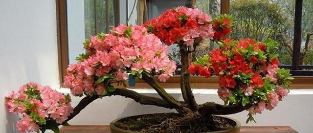 杜鹃花浇醋水的正确方法（用醋水浇水）