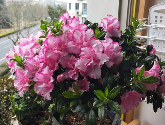 杜鹃花浇醋水的正确方法（用醋水浇水）