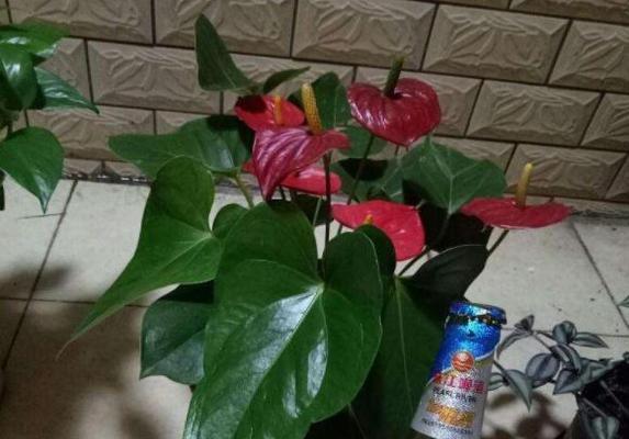 杜鹃花可以浇啤酒吗（探究杜鹃花和啤酒的化学反应及正确浇水方法）