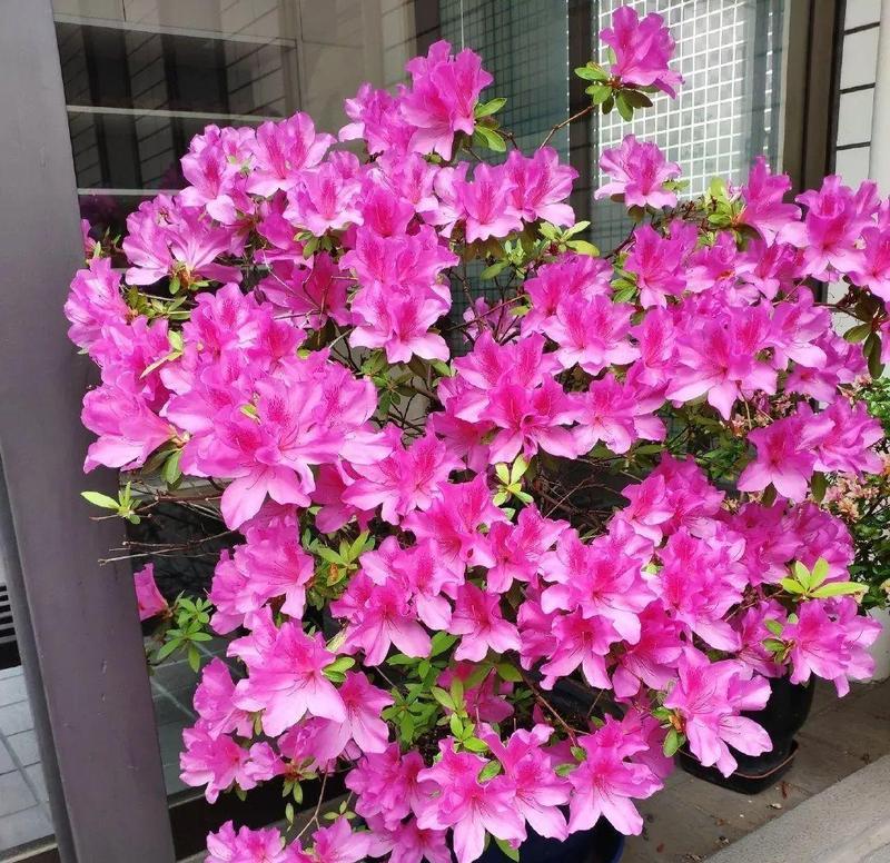 家门口也可以种杜鹃花（了解一下杜鹃花适合种植的条件和注意事项）