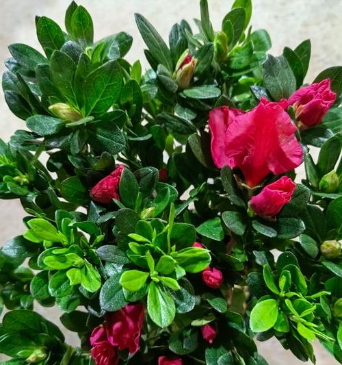 杜鹃花（为什么杜鹃花是庭院里的好选择）