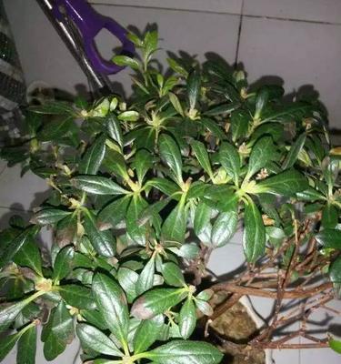 杜鹃花烂叶子的原因和解决方法（如何保护杜鹃花健康成长）