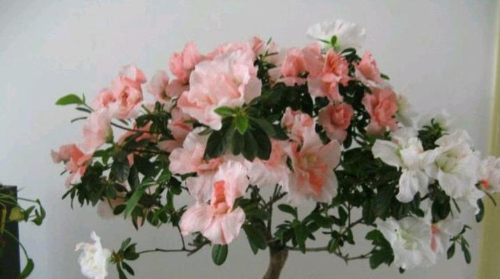 杜鹃花的耐寒能力（挑战寒冬）