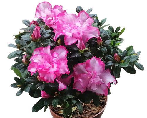室内杜鹃花养殖详解（让杜鹃花在室内绽放生机）