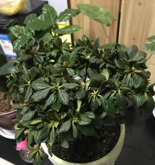 如何救回蔫掉的杜鹃花（15个步骤助你轻松挽救）