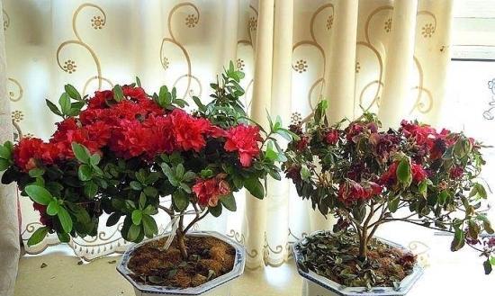 如何救回蔫掉的杜鹃花（15个步骤助你轻松挽救）