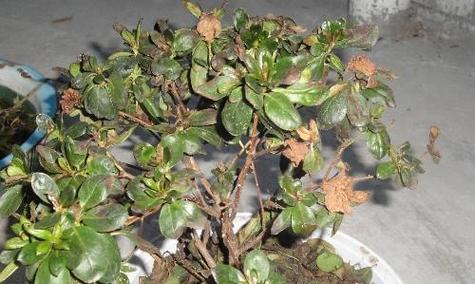 如何救回蔫掉的杜鹃花（15个步骤助你轻松挽救）