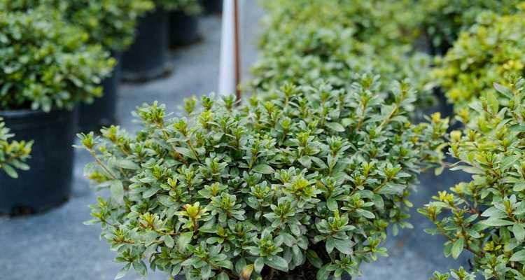杜鹃花——一种喜怒无常的植物（怕冷还是怕热）