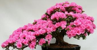 杜鹃花——一种喜怒无常的植物（怕冷还是怕热）