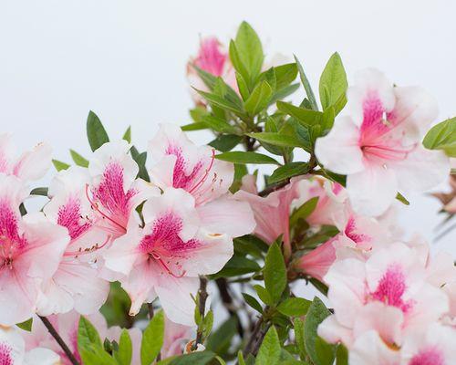 干枝杜鹃的花期及特点（揭秘干枝杜鹃的盛开时间和生长习性）