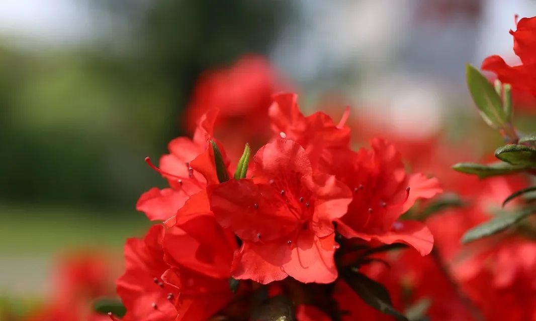 勒杜鹃花期详解（赏花好时节）
