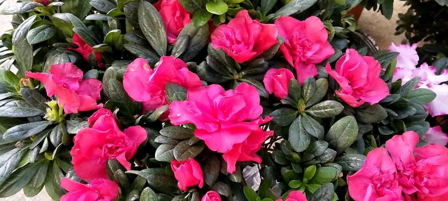 杜鹃花的气味究竟是什么（探讨杜鹃花的香气成分与特征）