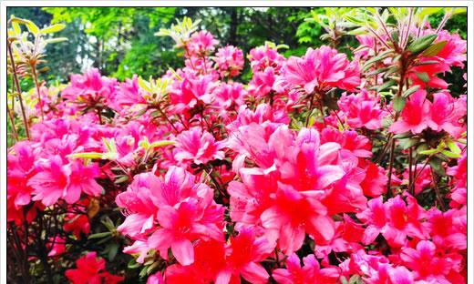 杜鹃花的气味究竟是什么（探讨杜鹃花的香气成分与特征）