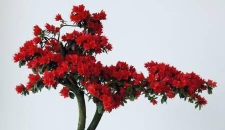 杜鹃花换盆时间及步骤