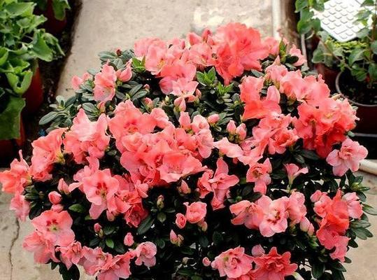 杜鹃花盛放时机探秘（揭秘杜鹃花长花苞的奥秘与技巧）