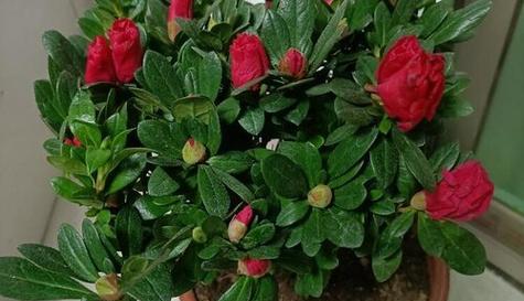 杜鹃花是多年生植物吗？——解析杜鹃花的生长周期