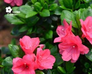 解密杜鹃花（一探杜鹃花的植物分类及特点）
