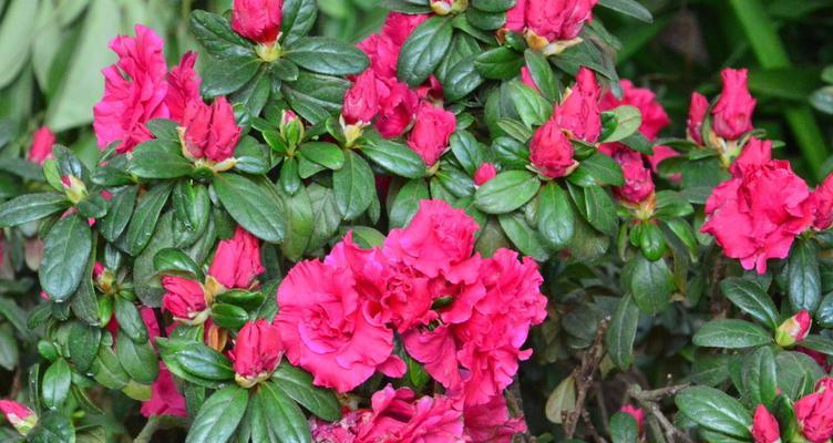 杜鹃花的丰富色彩（探秘杜鹃花的颜色之谜）