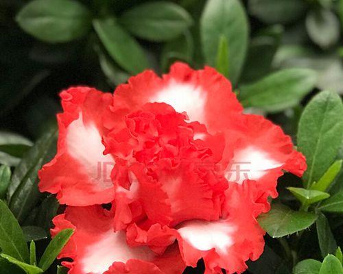 杜鹃花开花先行萌发生长后继