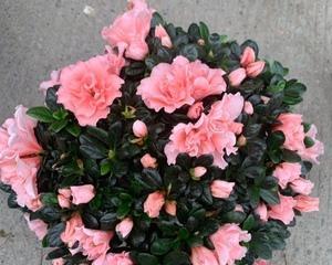 杜鹃花应种植在哪里（打造最适合杜鹃花生长的环境）
