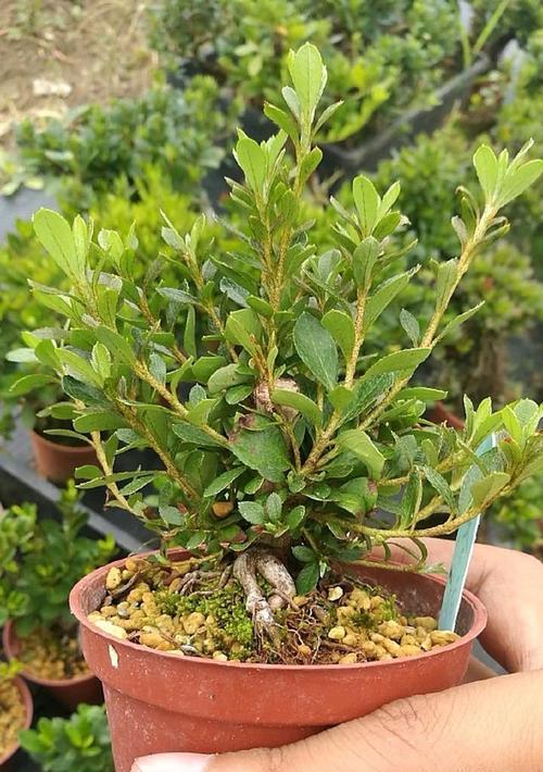 杜鹃花土配制的方法（打造最适合杜鹃花生长的土壤）