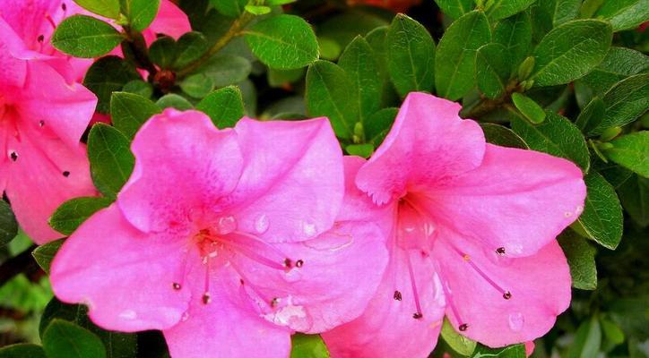 杜鹃花的喜阳性剖析（揭秘杜鹃花喜欢阳光背后的奥秘）