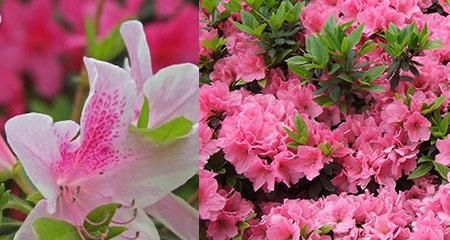 杜鹃花的品种与特色（探寻杜鹃花的多彩世界）