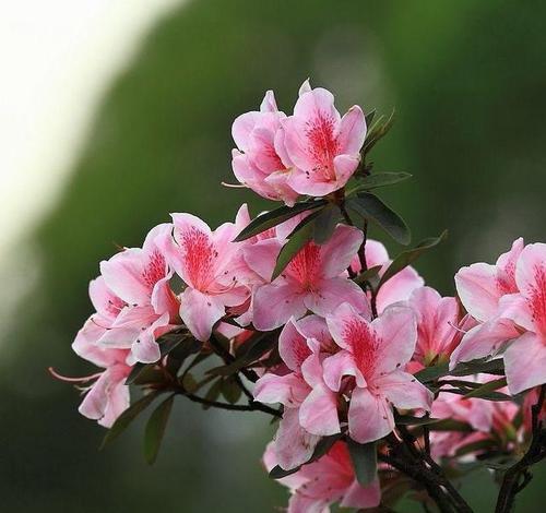 杜鹃花意义大揭秘（深入探究杜鹃花的花语、代表意义和象征意义）