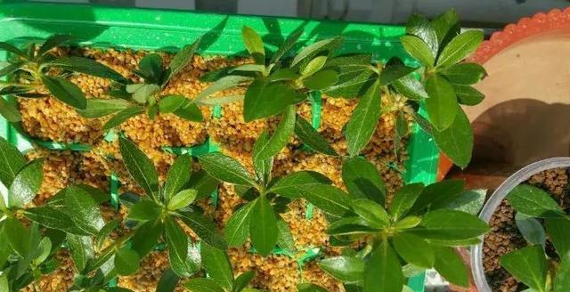 杜鹃花换土换盆的全程指南（手把手教你如何正确为杜鹃花更换土壤和换盆）