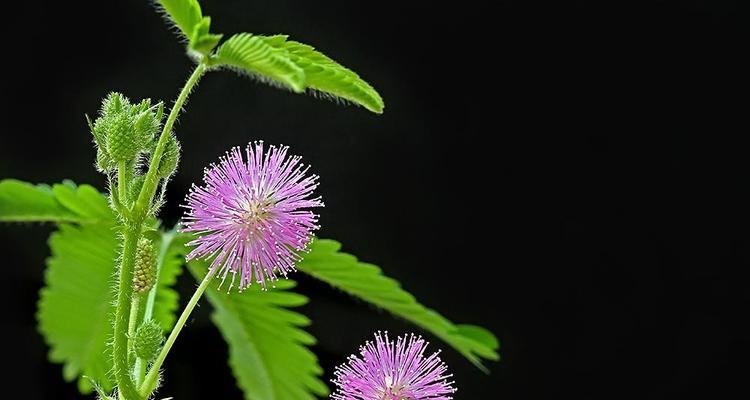含羞草花语的象征与寓意（生命的脆弱与坚韧）