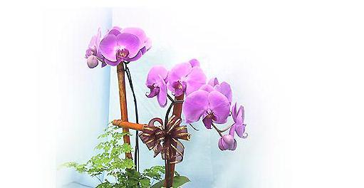 蝴蝶兰花的花语与代表意义（美丽的蝴蝶兰）