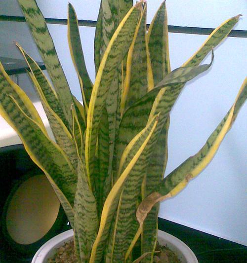 虎皮兰开花的寓意与象征（生命之美绽放——虎皮兰花的象征意义）