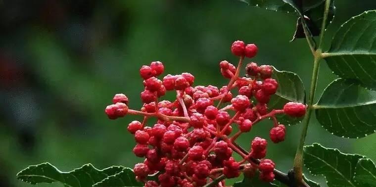花椒开花的美丽与寓意（一朵绚烂的花）