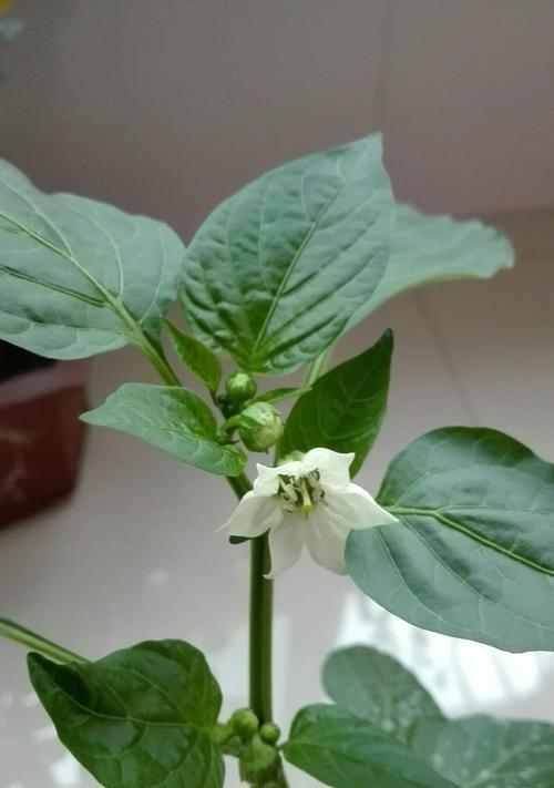 花椒开花的美丽与寓意（一朵绚烂的花）