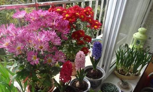 以花开爆盆，打造绚丽花园（养花爆盆的方法解析）